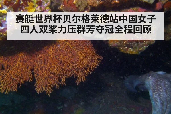 赛艇世界杯贝尔格莱德站中国女子四人双桨力压群芳夺冠全程回顾